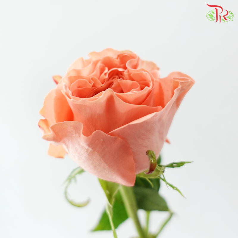Rose (50cm) - Peach Blush (10 Stems)