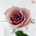 Rose (50cm) - Pillow Talk (10 Stems)
