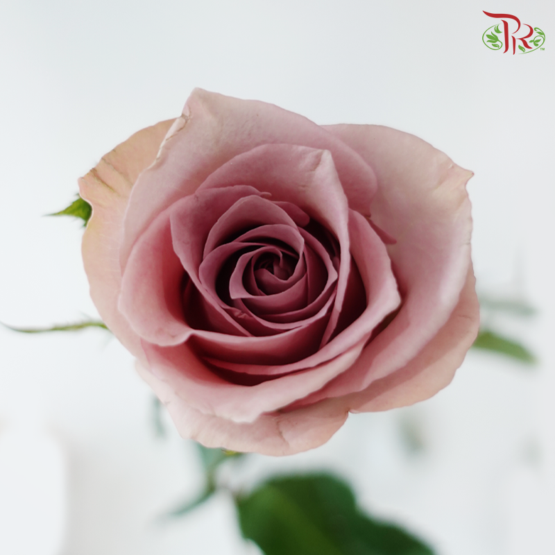 Rose (50cm) - Pillow Talk (10 Stems)