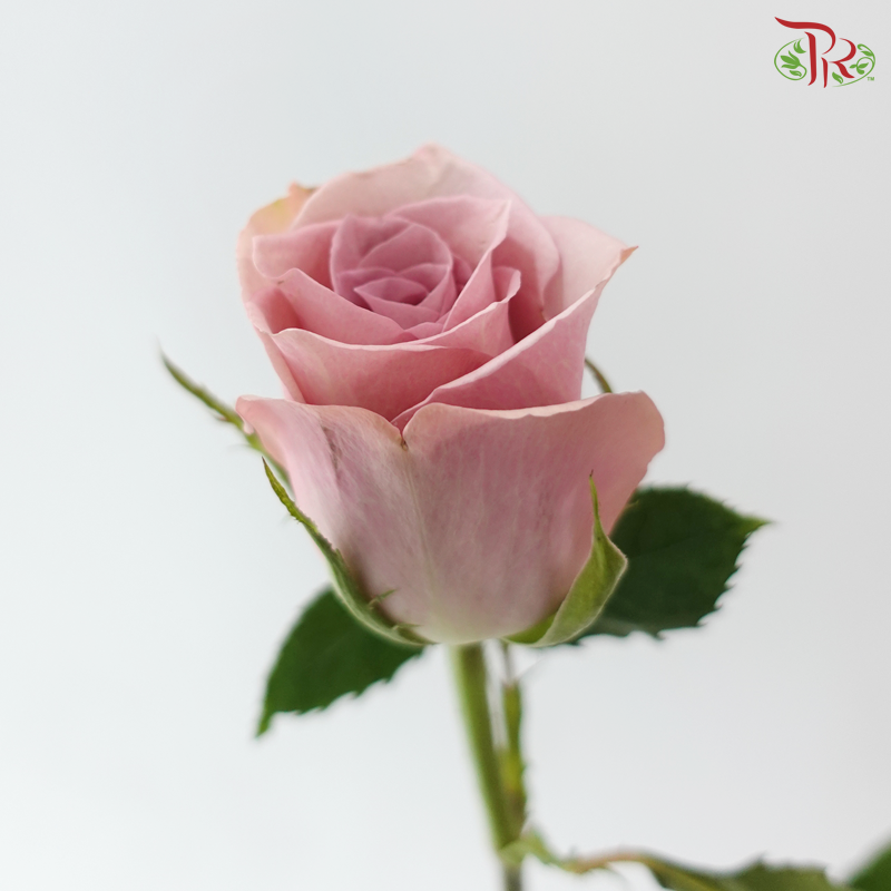 Rose (50cm) - Pillow Talk (10 Stems)
