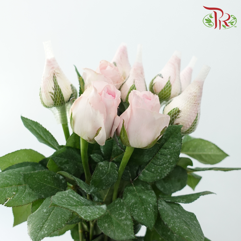 Rose - Blush Pink (10 Stems)
