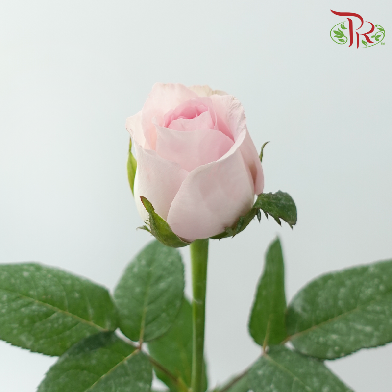Rose - Blush Pink (10 Stems)