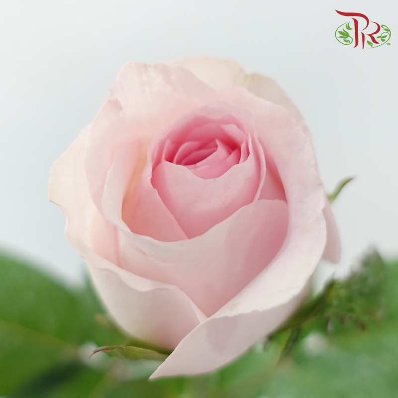 Rose - Blush Pink (10 Stems)