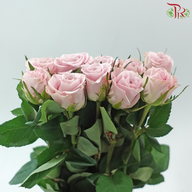 Rose - Sweet Manta (10 Stems)