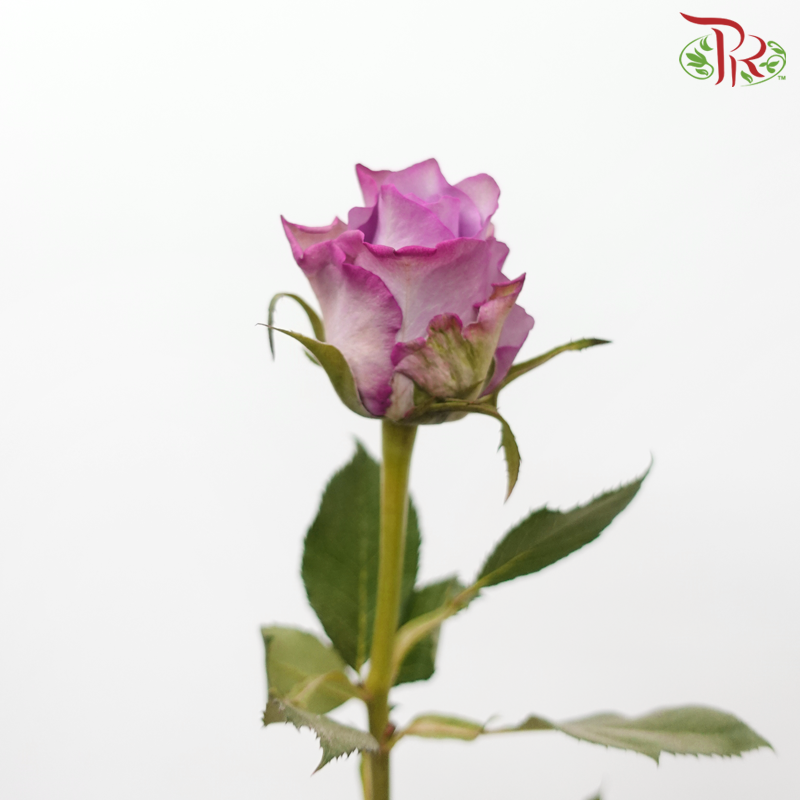 玫瑰 - 紫色（10 枝）