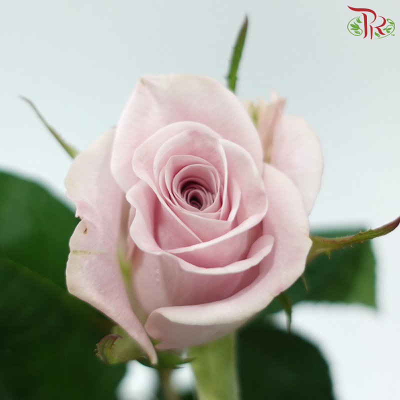 Rose - Sweet Manta (10 Stems)