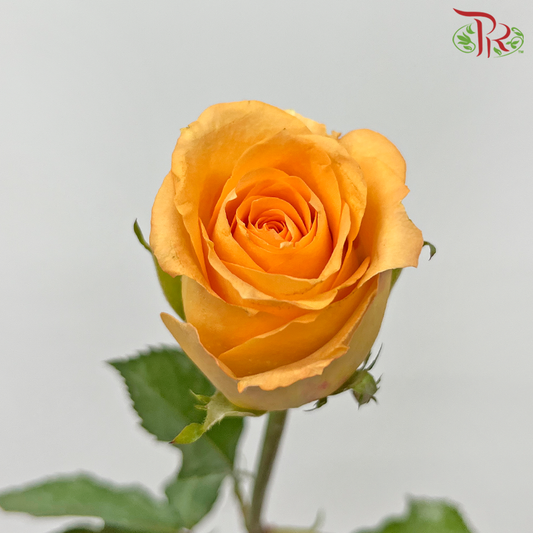 Rose - Queen's Day (20 Stems) - Pudu Ria Florist