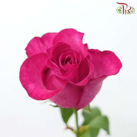 Rose Premium - Ruby Pink (19-20 Stems)