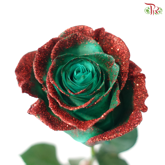 Star Rose - Scarlet Snow (10 Stems)