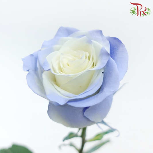Star Rose (50cm) - Serenade Star Pastel Blue (10 Stems)
