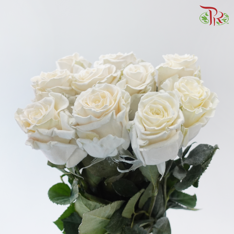 Ceres Rose - Velvet White (10 Stems)