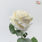 Ceres Rose - Velvet White (10 Stems)