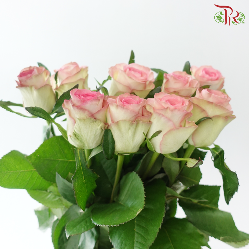 Rose - Water Spirit (10 Stems)