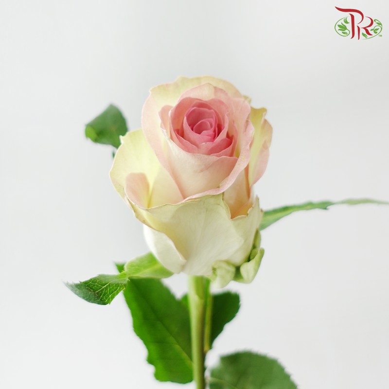 Rose - Water Spirit (10 Stems)