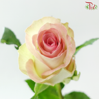 Rose - Water Spirit (10 Stems)