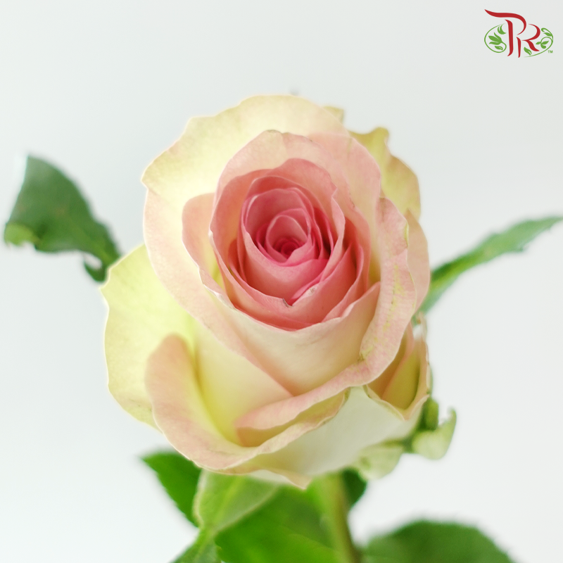 Rose - Water Spirit (10 Stems)