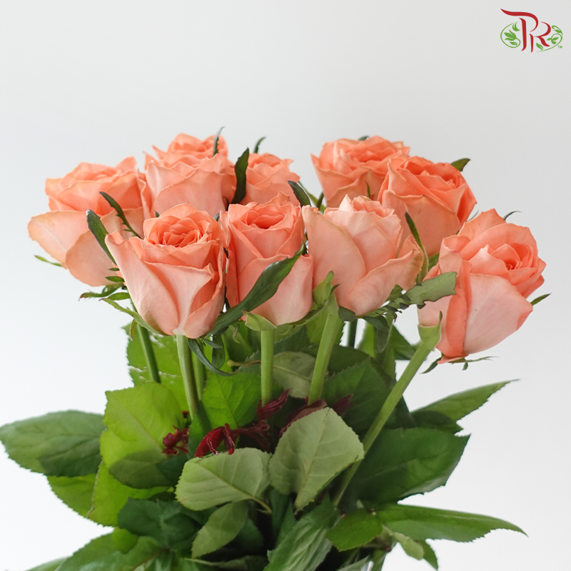 Rose - Xin Huo 心火 (10 Stems)