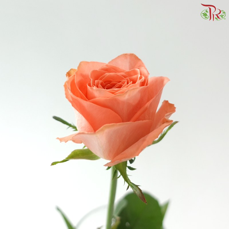 Rose - Xin Huo 心火 (10 Stems)