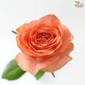 Rose - Xin Huo 心火 (10 Stems)