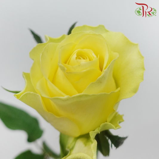 Rose - Chatreuse Yellow (10 Stems)