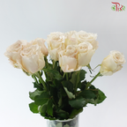 Rose - Yin Xi 银溪 (10 Stems)