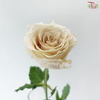 Rose - Yin Xi 银溪 (10 Stems)