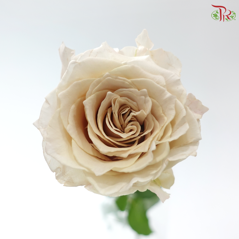 Rose - Yin Xi 银溪 (10 Stems)