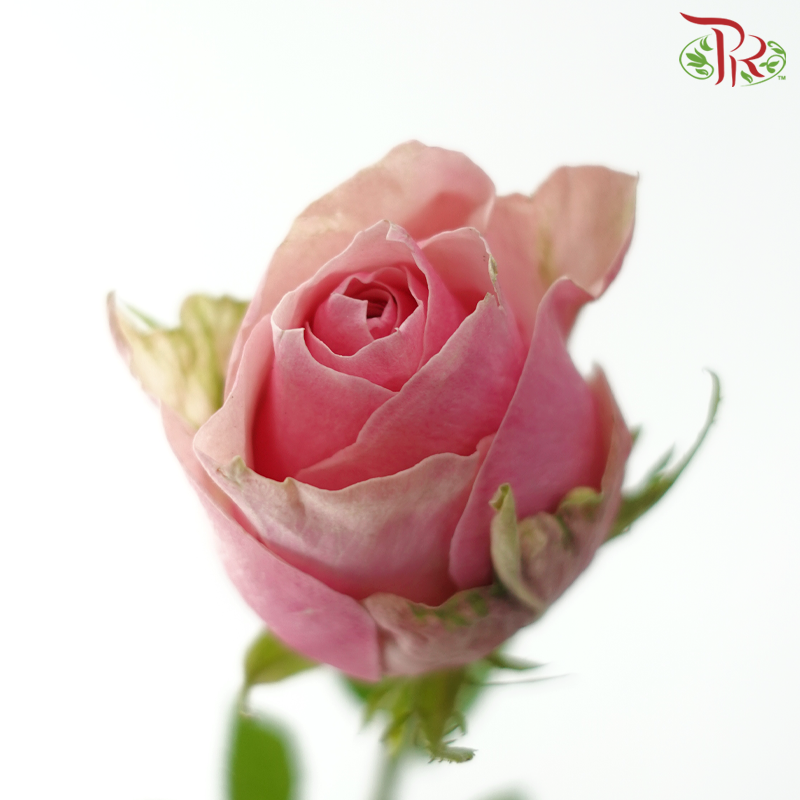 Rose (50cm) - Tango (10 Stems)