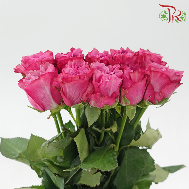 Rose - Magenta Purple (10 Stems)
