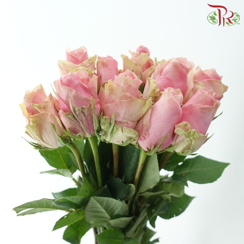 Rose (50cm) - Tango (10 Stems)
