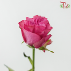 Rose - Magenta Purple (10 Stems)