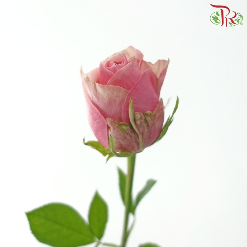 Rose (50cm) - Tango (10 Stems)