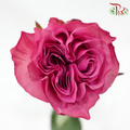 Rose - Magenta Purple (10 Stems)