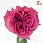 Rose - Magenta Purple (10 Stems)