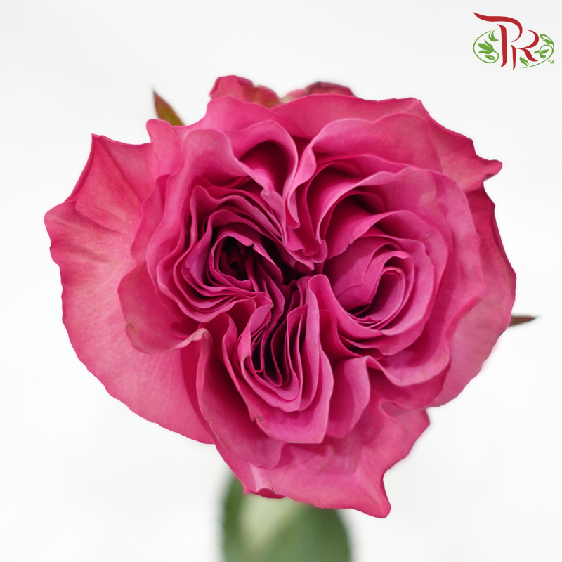 Rose - Magenta Purple (10 Stems)