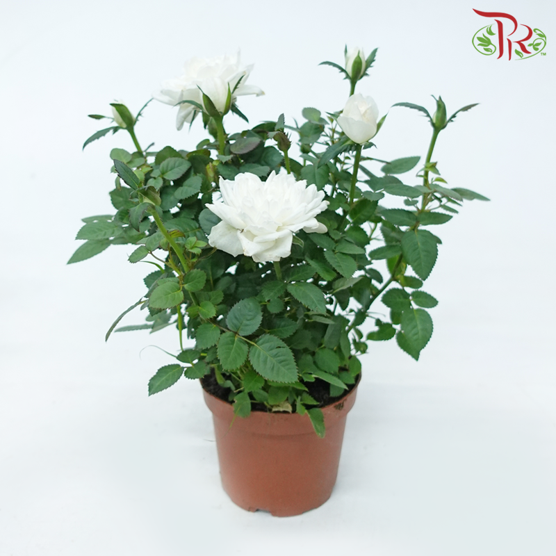 Danish Rose 105P《丹麦玫瑰》(Random Choose Color)