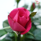 Danish Rose 105P《丹麦玫瑰》(Random Choose Color)