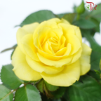 Danish Rose 105P《丹麦玫瑰》(Random Choose Color)
