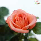 Danish Rose 105P《丹麦玫瑰》(Random Choose Color)