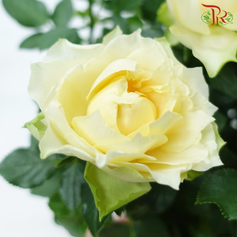 Danish Rose 105P《丹麦玫瑰》(Random Choose Color)
