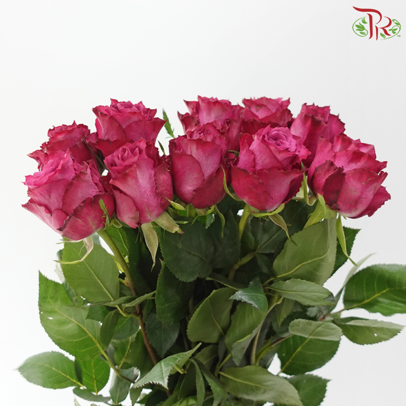 Rose (50cm) - Blueberry (10 Stems)