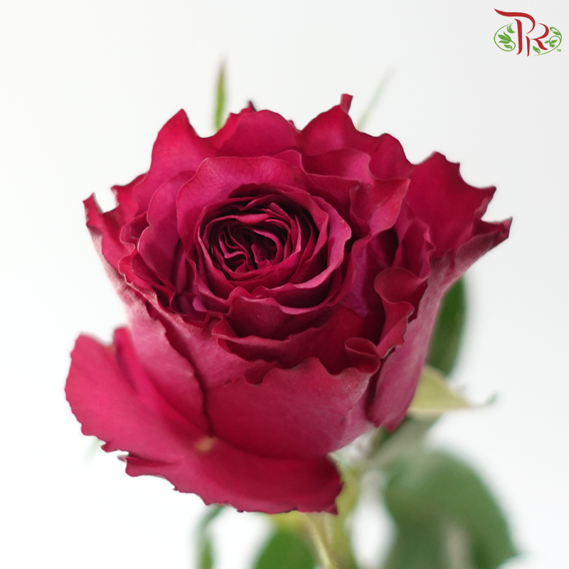 Rose (50cm) - Blueberry (10 Stems)