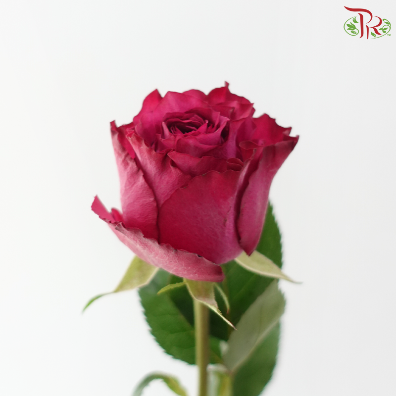 Rose (50cm) - Blueberry (10 Stems)