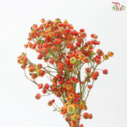 Rose Canina Big (Per Bunch)