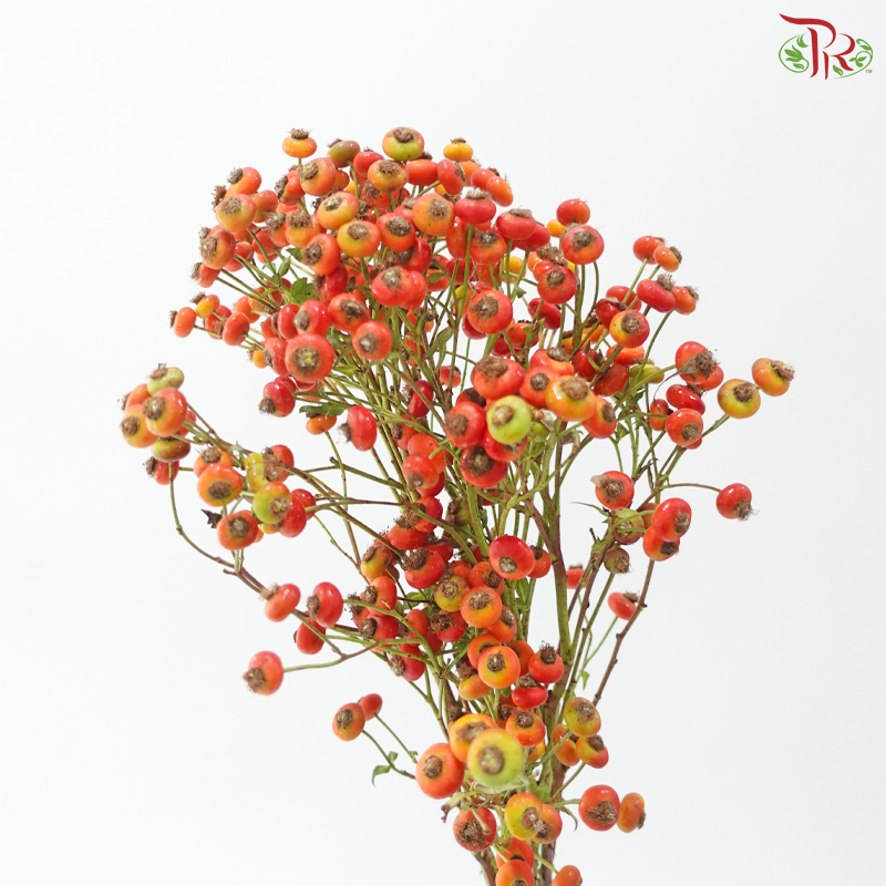 Rose Canina Big (Per Bunch)