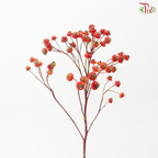 Rose Canina Big (Per Bunch)