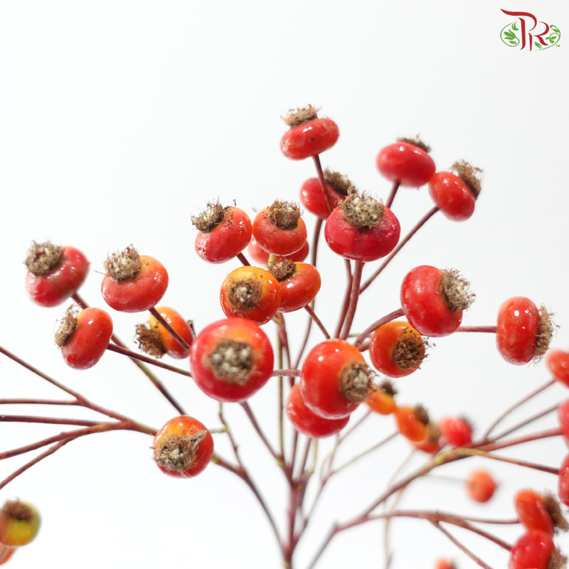 Rose Canina Big (Per Bunch)