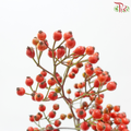 Rosa Canina Small (Per Bunch)
