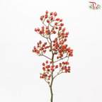 Rosa Canina Small (Per Bunch)