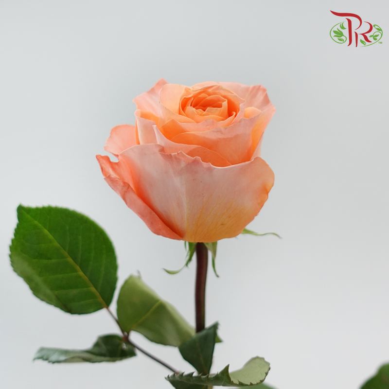 Star Rose - Coral Reef (10 Stems)